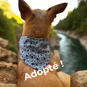 Bandana vendu – Liberty Bleu