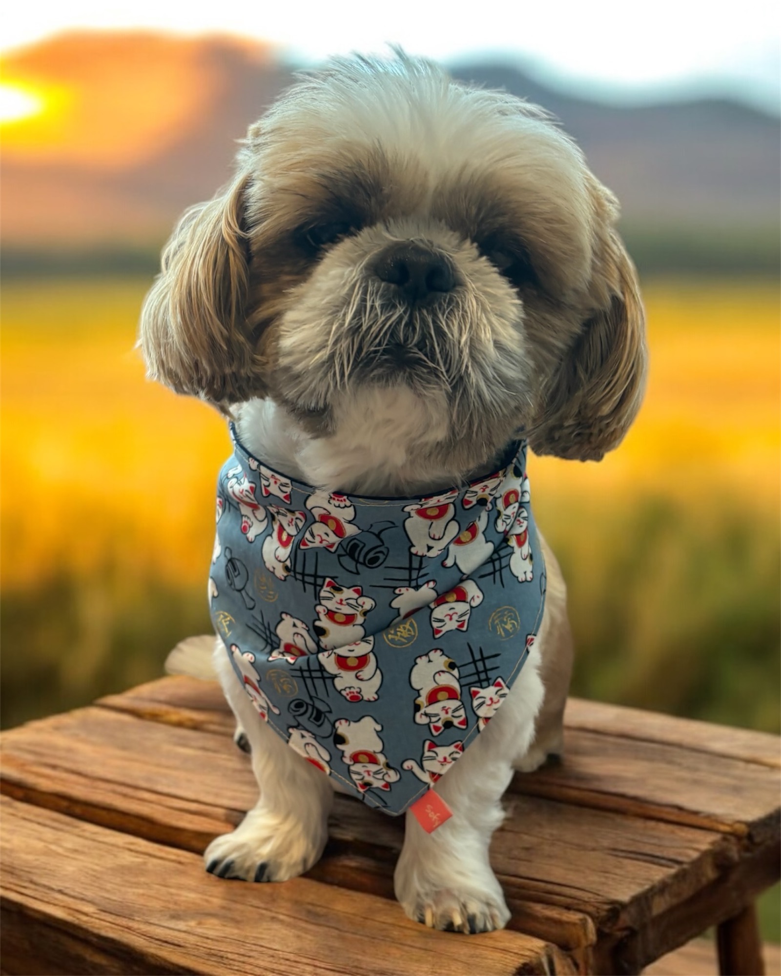 Bandana chien Maneki Neko