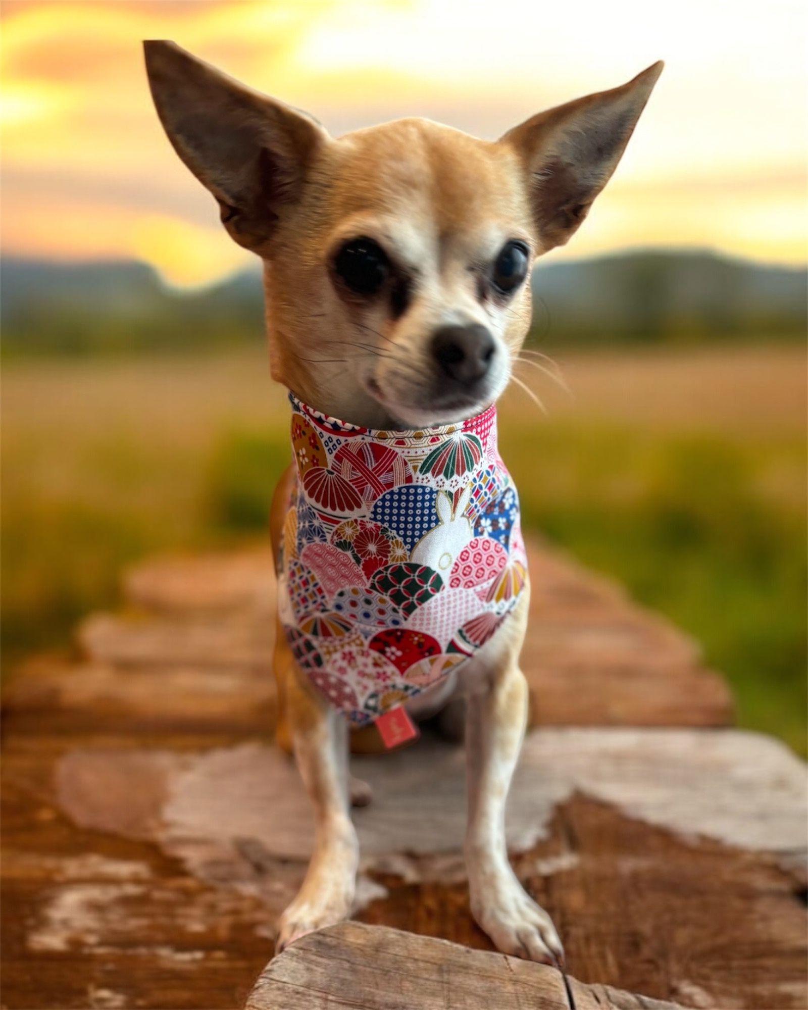 Bandana parapluies multicolores